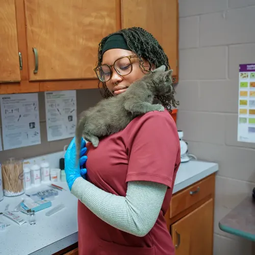 Person in scrubs and gloves holds a gray kitten against their shoulder in a veterinary clinic room.